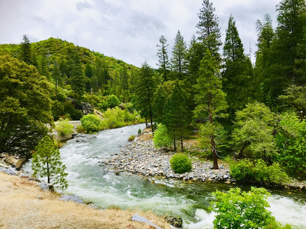 Arbres près d’un plan d’eau pendant la journée