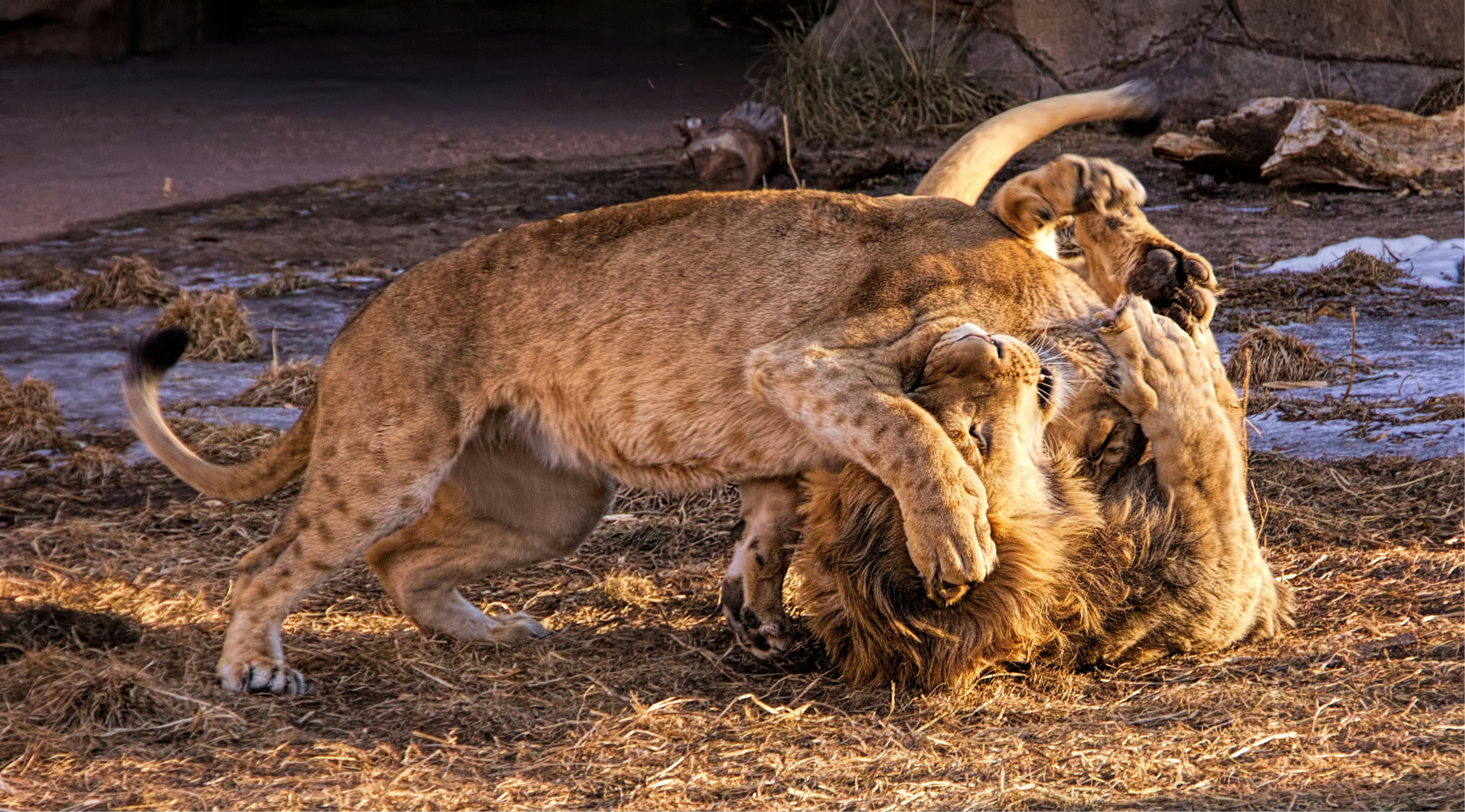 Mismatched Pairs: Odd Friendships That Work (image credits: unsplash)