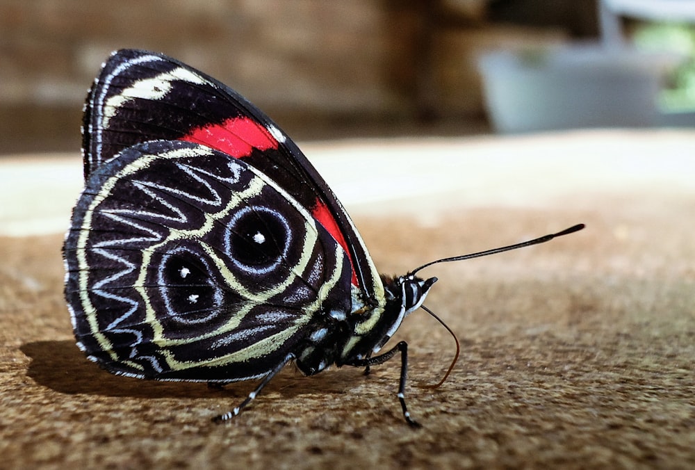 black and white butterfly