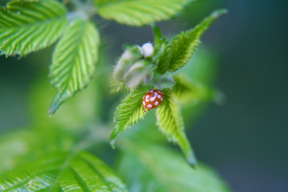 beetle on leaf