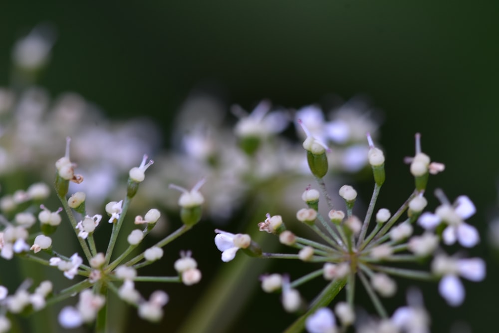 focus photography of white petaled flower