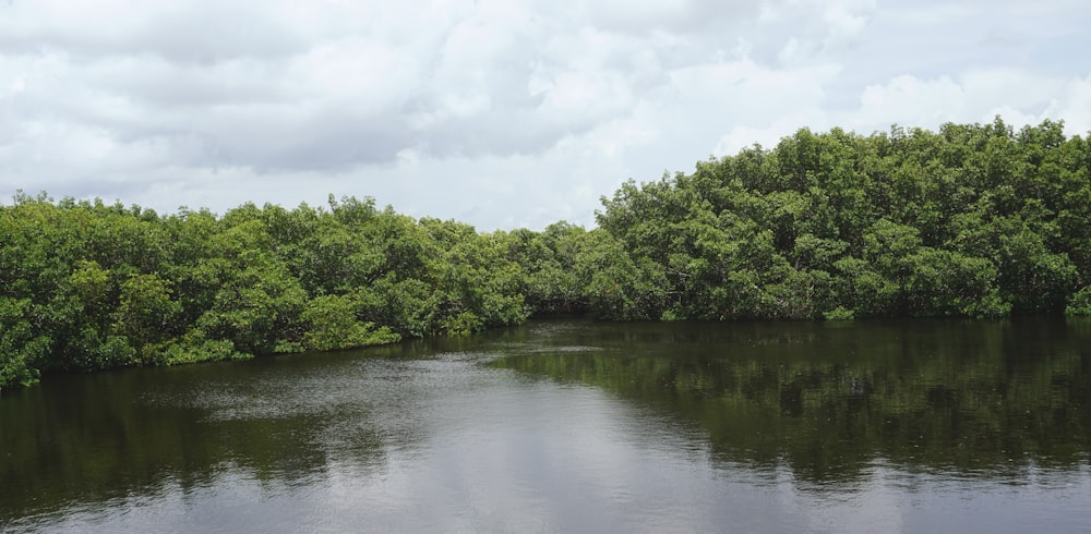 green trees beside river under white clouds during daytime