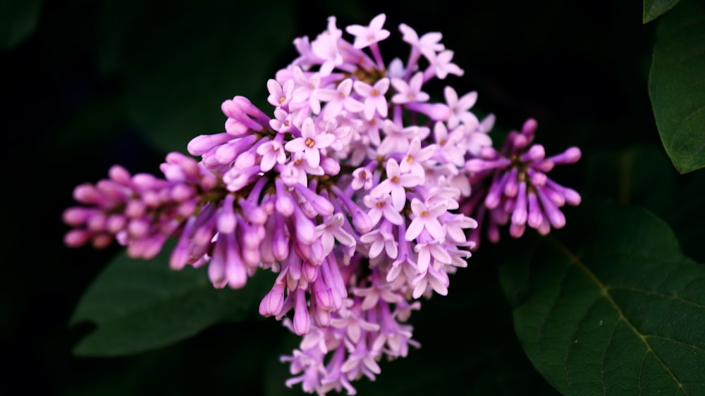 pink petaled flower close-up photography