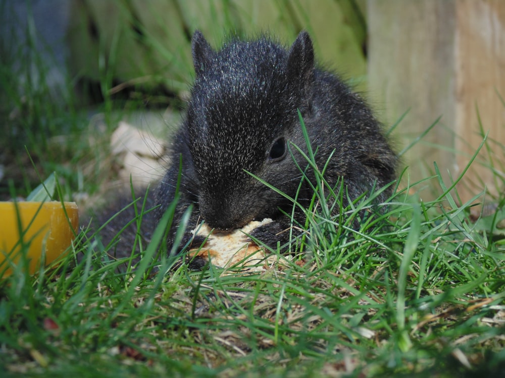 black rodent eating on grass