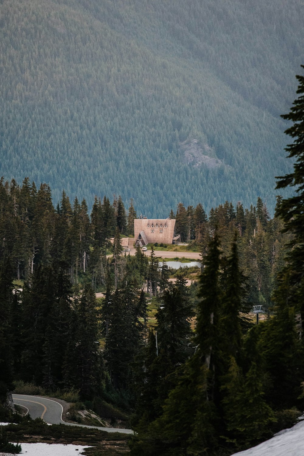 house near trees