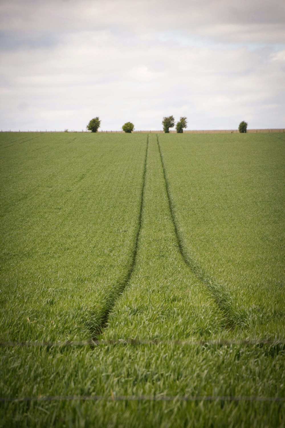 green grass field with trees