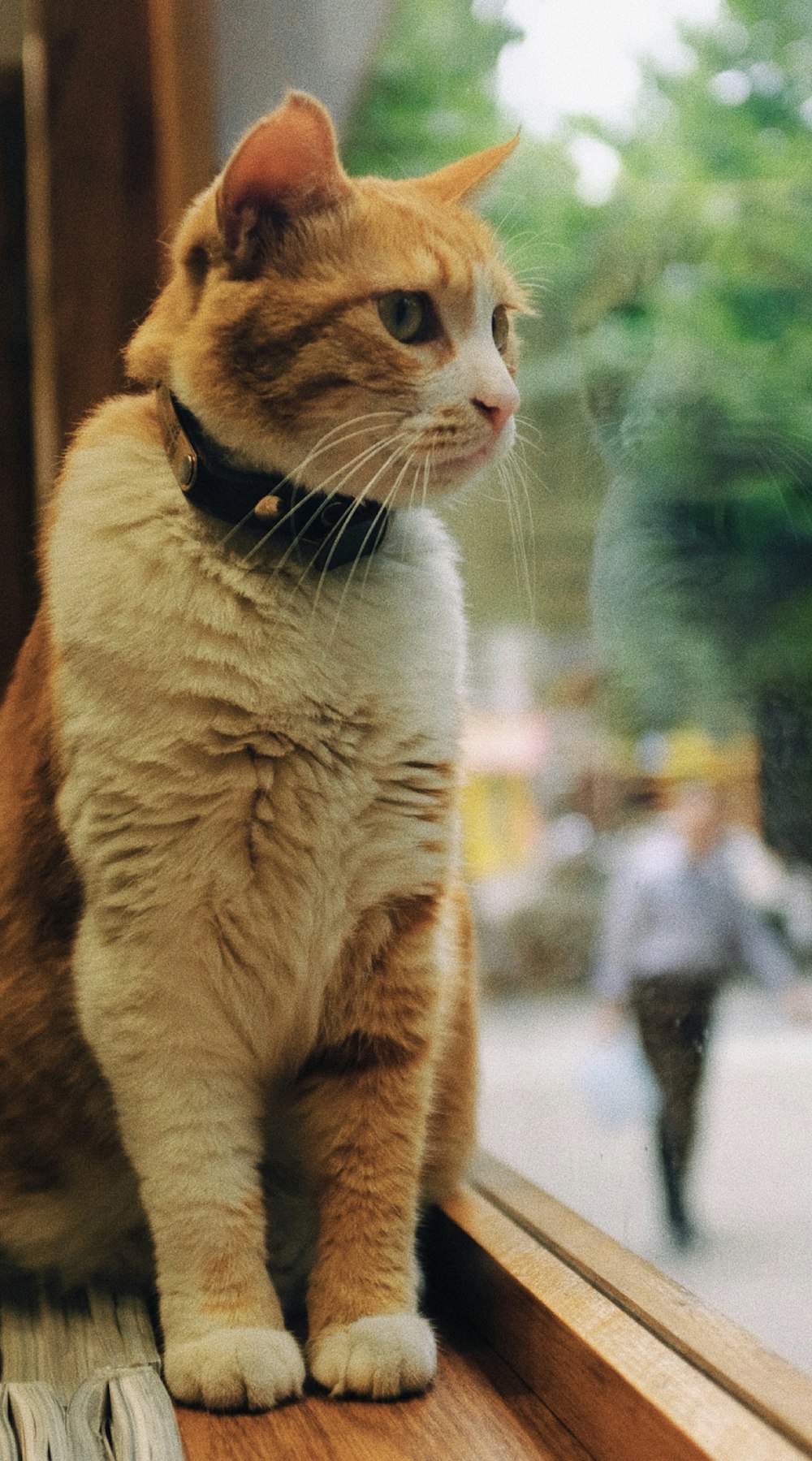 orange cat sitting on glass window