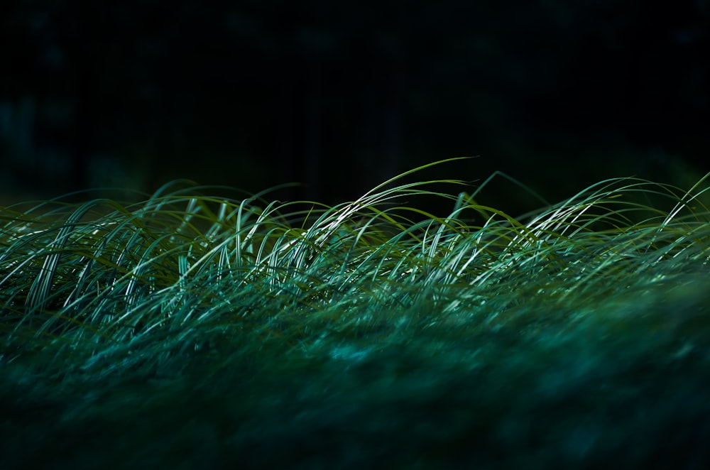 green grass