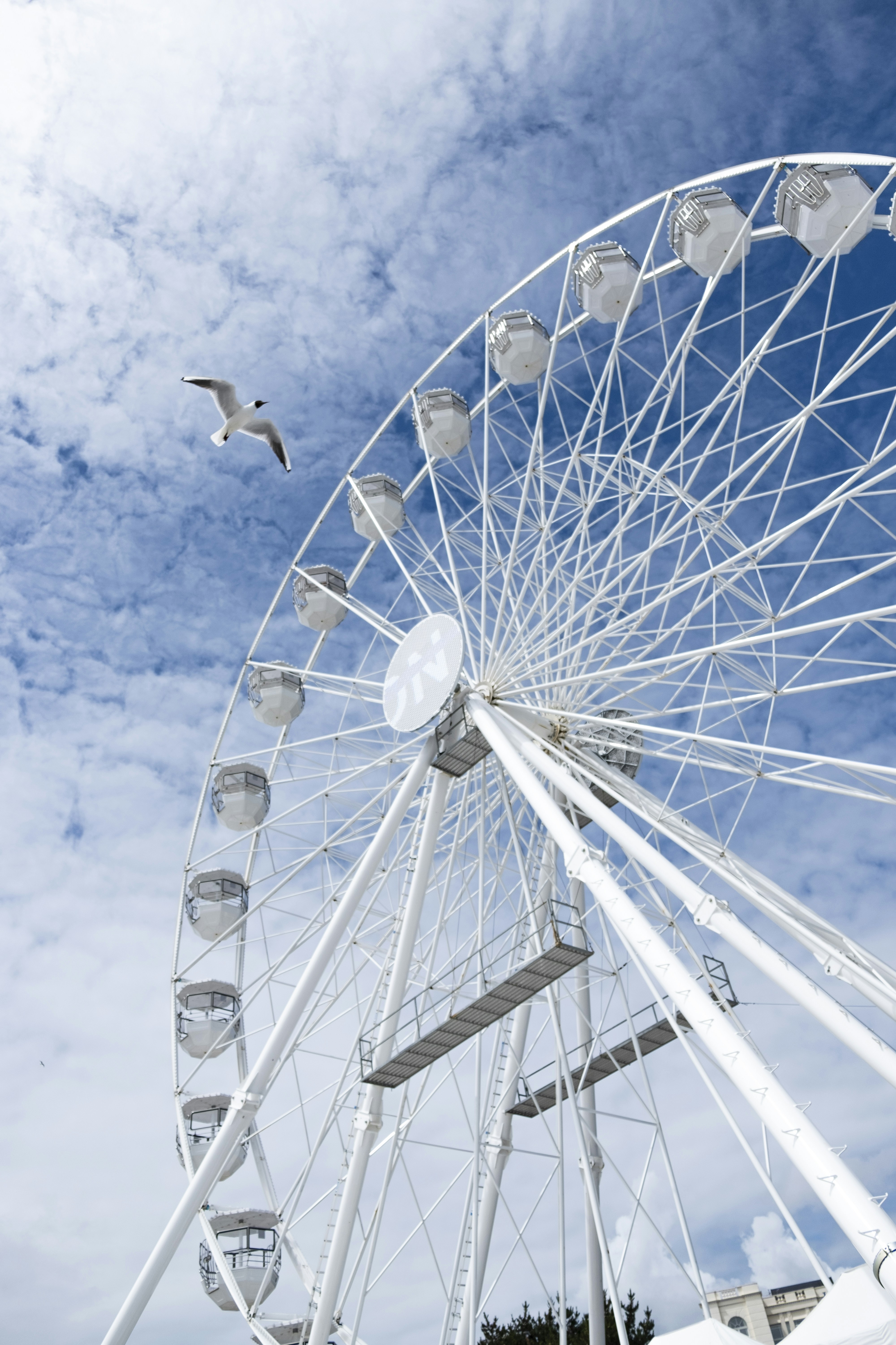 A towering white Ferris wheel against a bright blue sky, with a seagull gliding nearby.