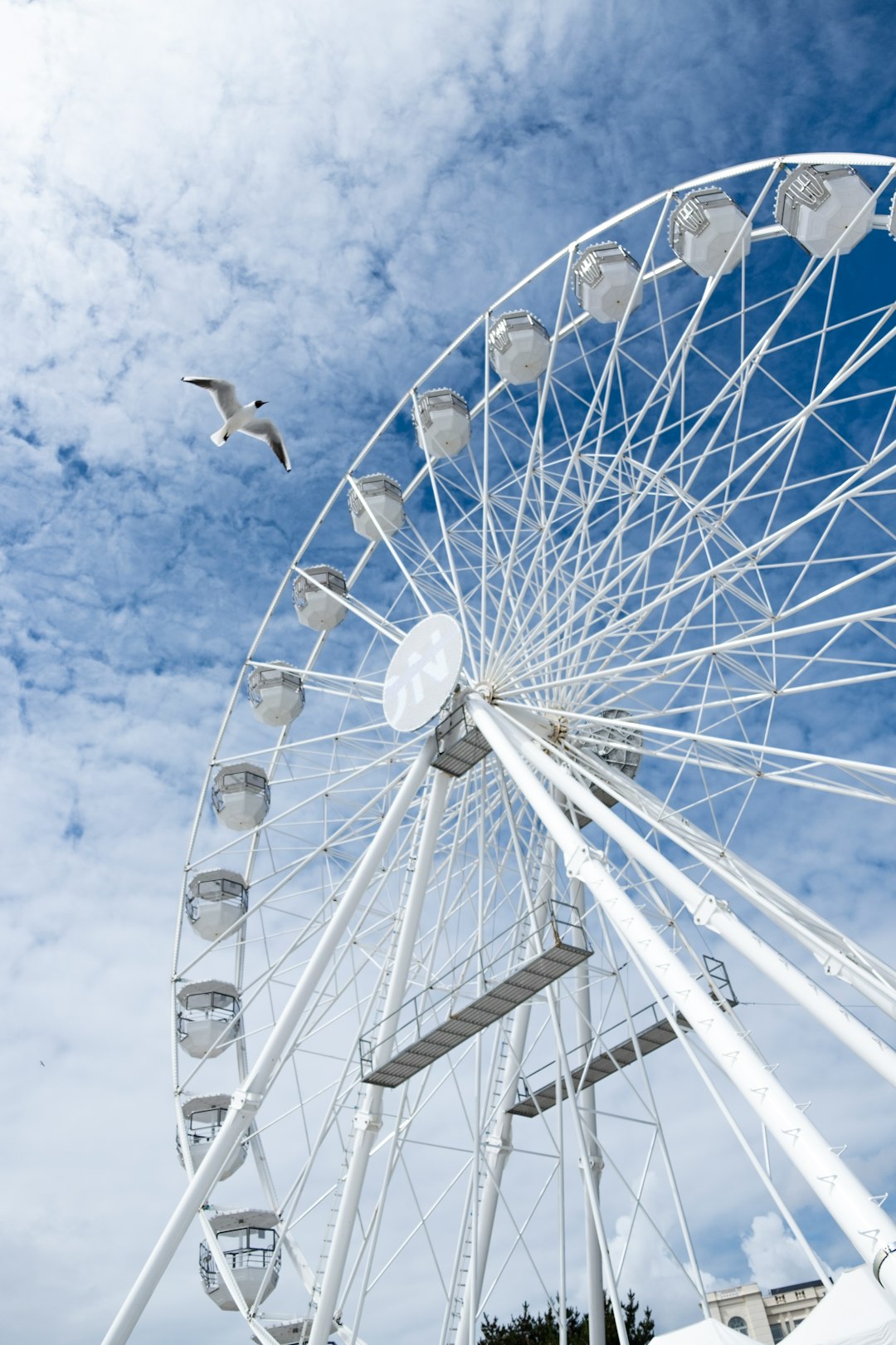 photography of flying birds beside ferris wheel during daytime