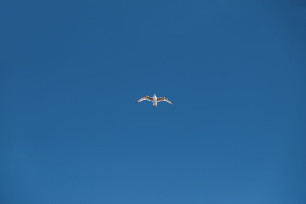 soaring white bird