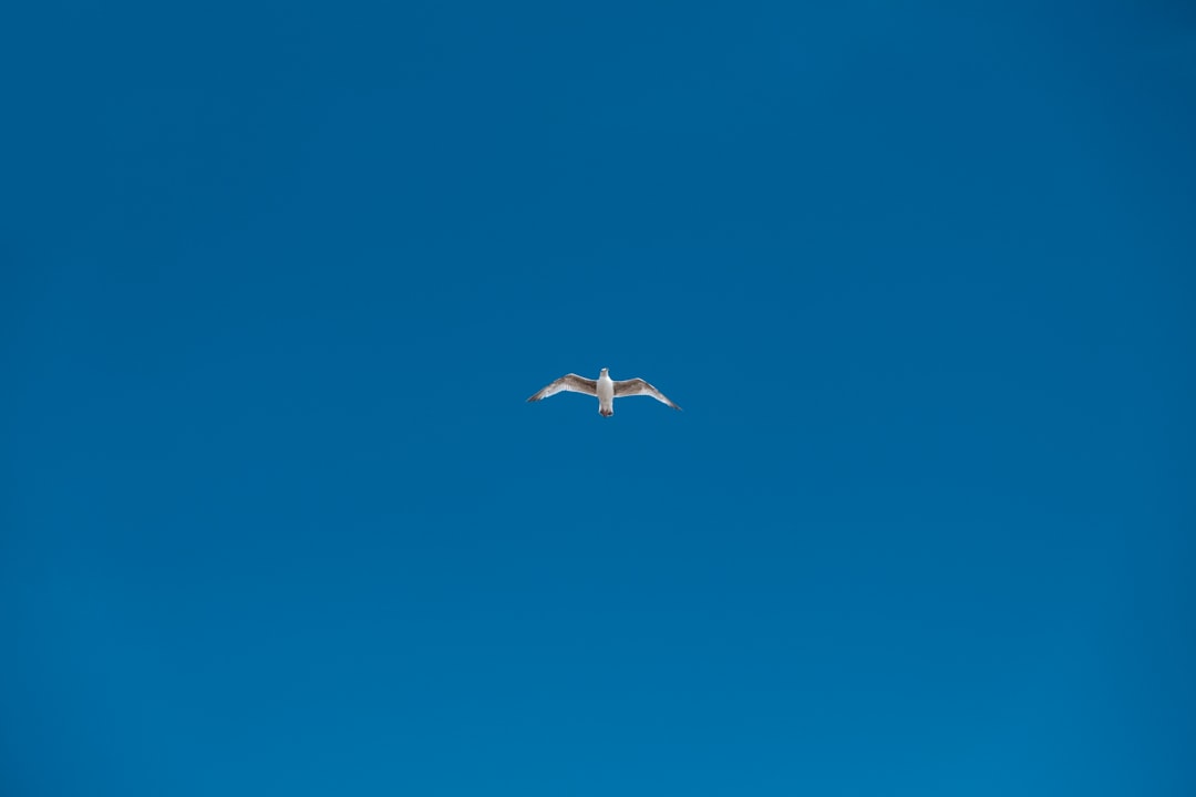 soaring white bird
