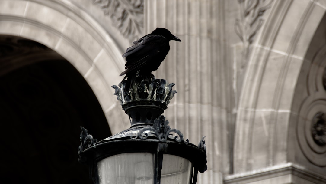 crow on lamp post