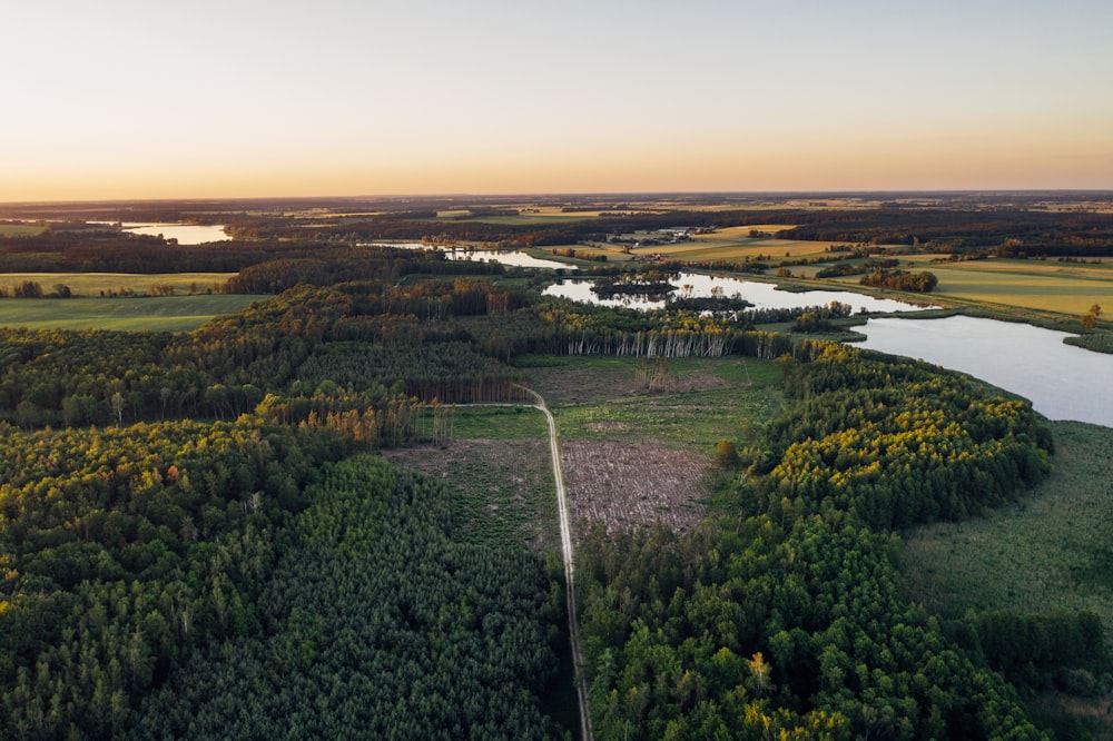 aerial photography of trees