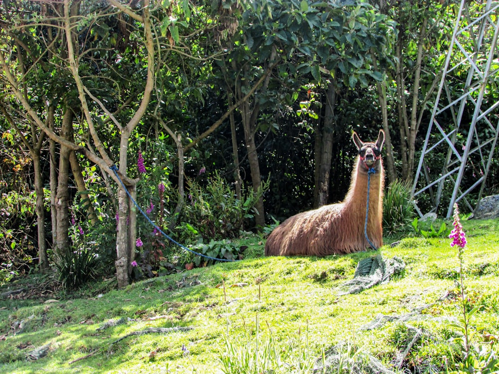 brown llama near tree