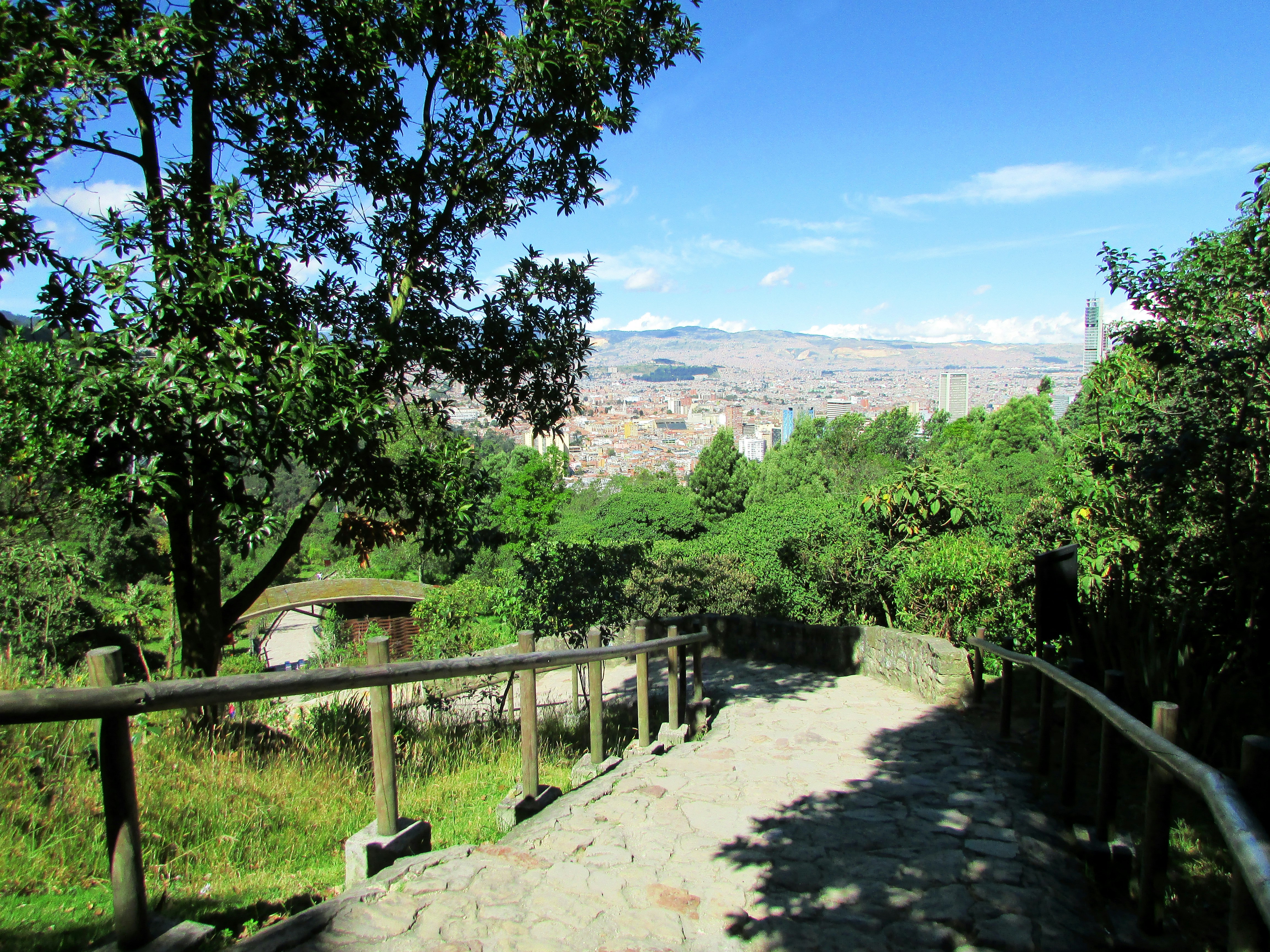 green-leafed tree during daytime