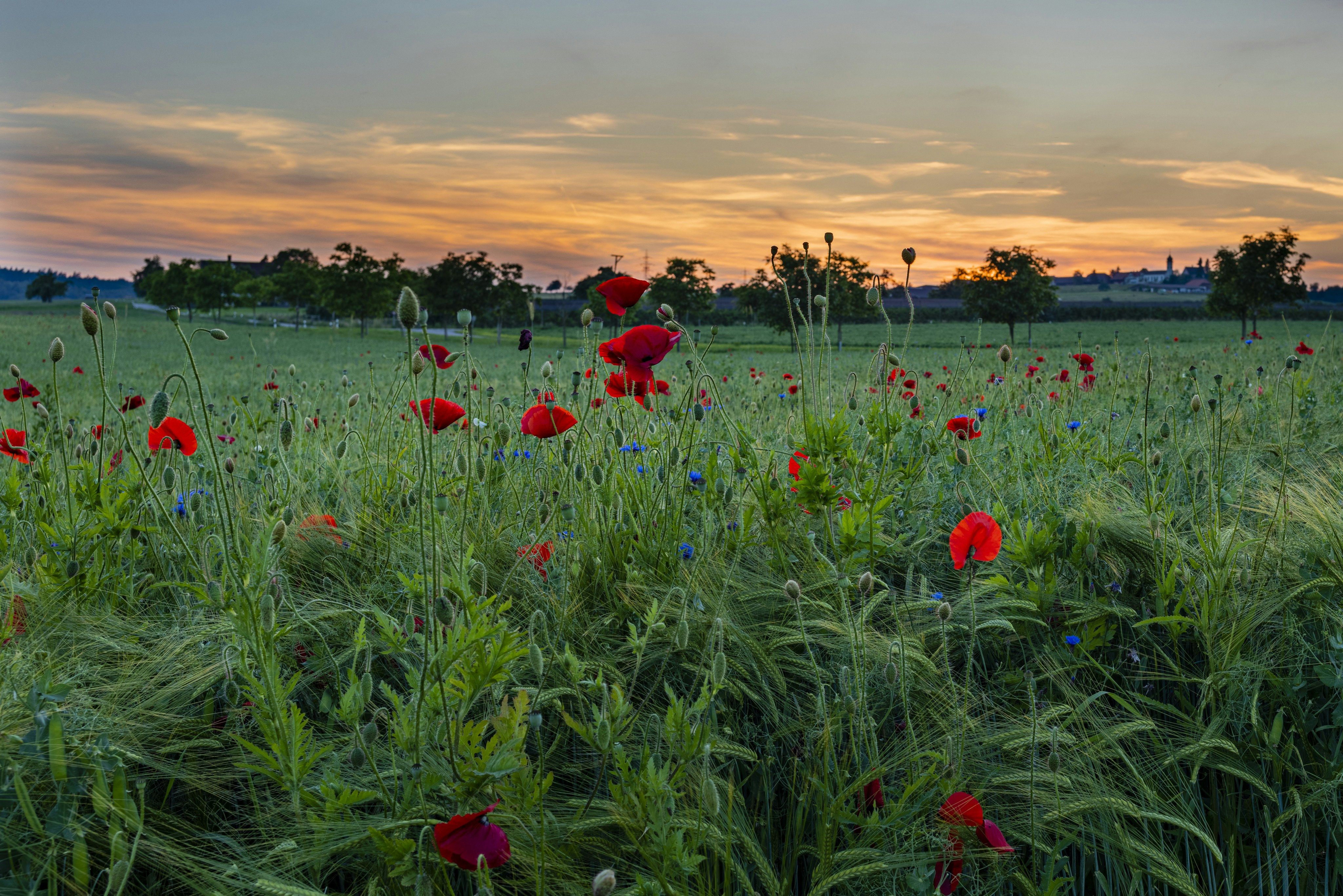 blooming red poppy flower field