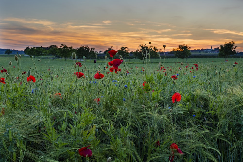 blooming red poppy flower field