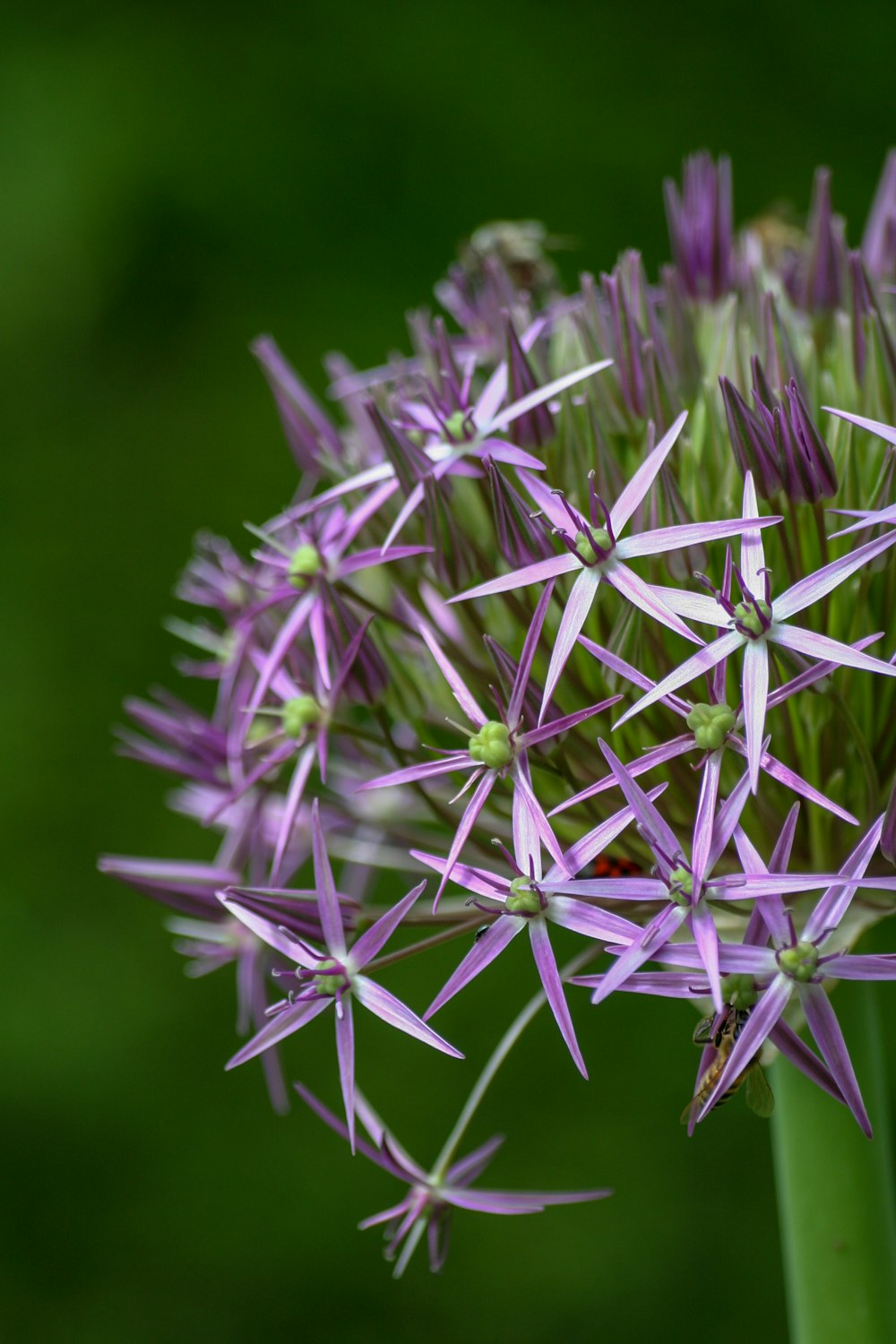 purple petaled flower bloom during daytime selective focus photography