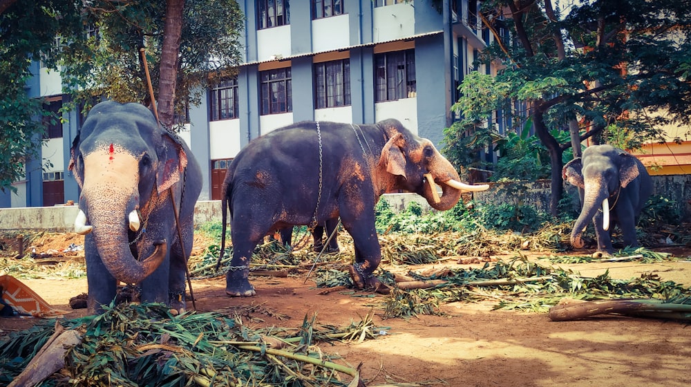 three gray and brown elephants near concrete buildings surrounded with tall and green trees
