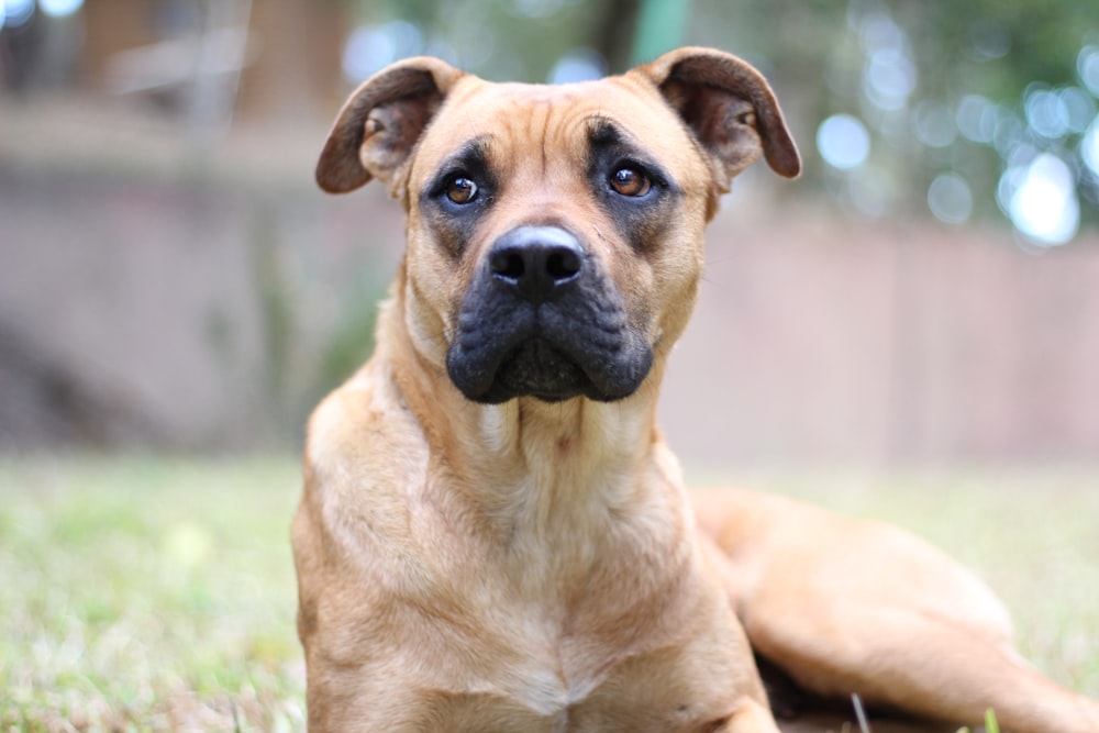 short-coated brown dog