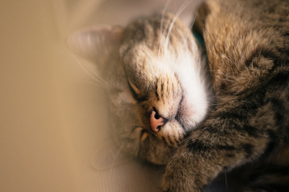 gray cat in close-up photo