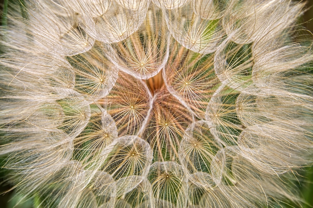 緑の背景を持つタンポポの接写