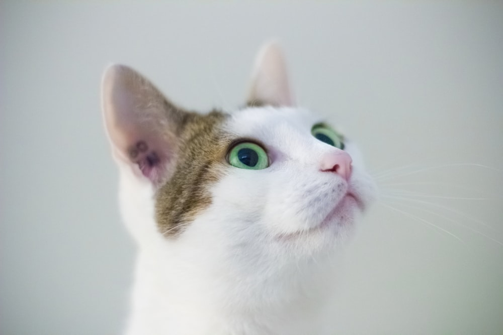 white and brown cat