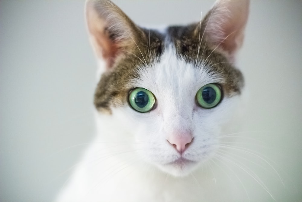 grey and white cat