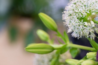 close-up photo of Dandelion