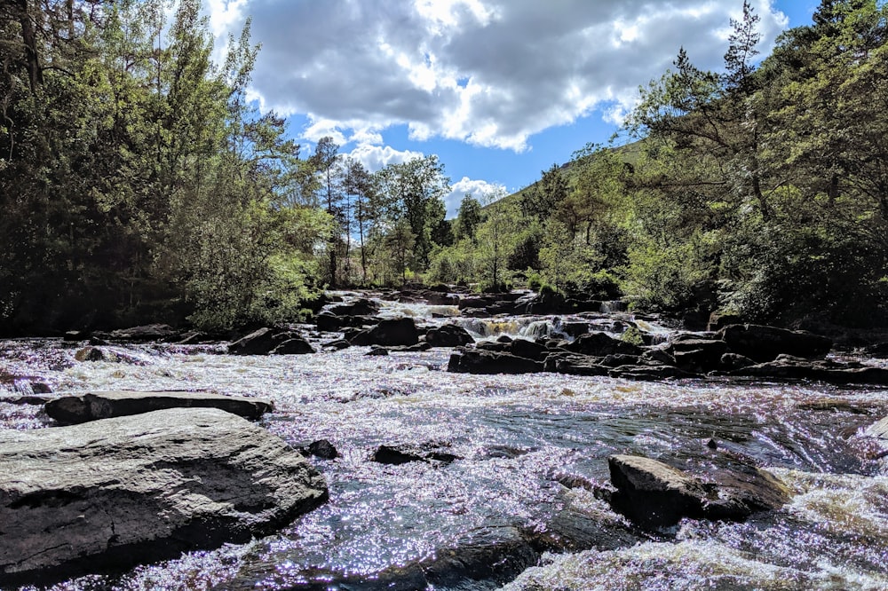 body of water between trees during daytime