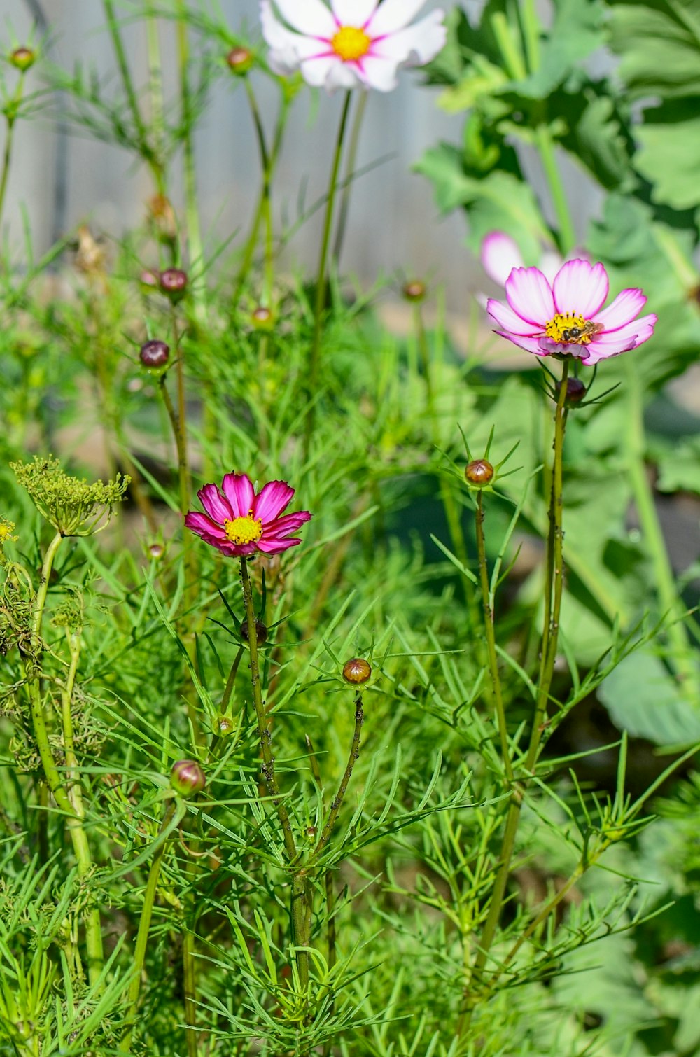 ピンクの花びらの花