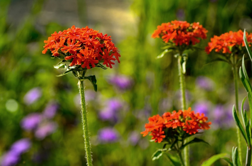 red petaled flowers