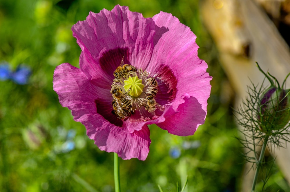 pink flower