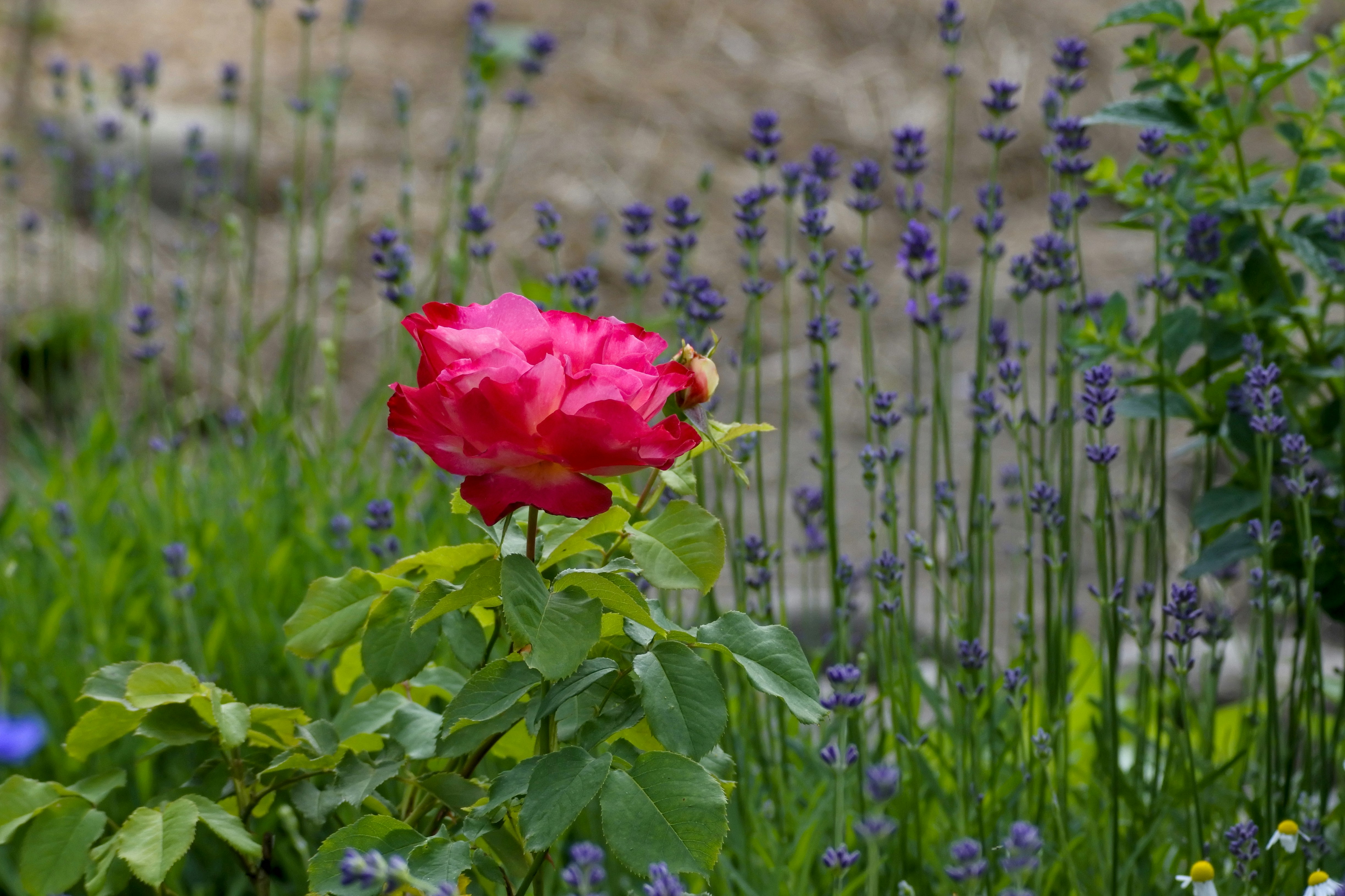 Red petaled flower
