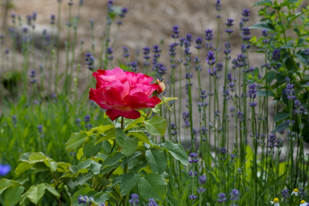 red petaled flower