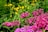 pink-petaled flower