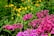 pink-petaled flower