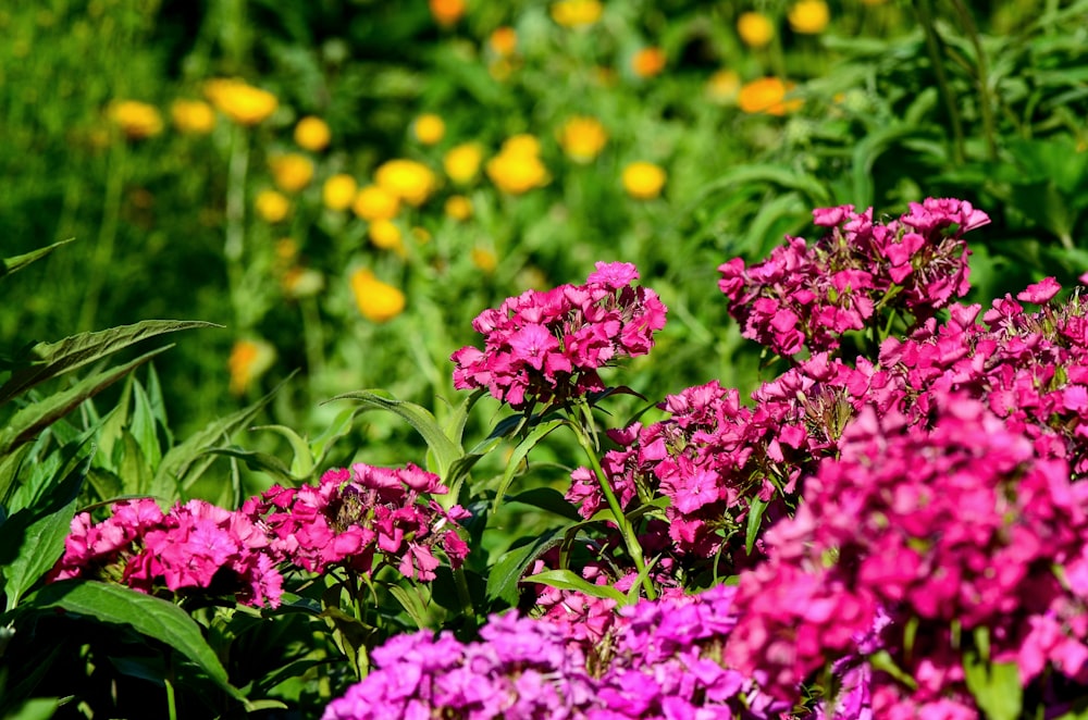 pink-petaled flower