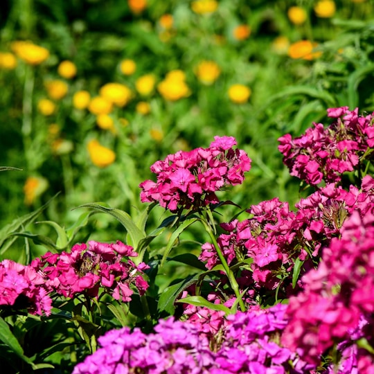 pink-petaled flower