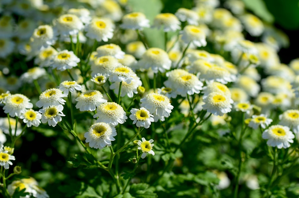 white petaled flowers