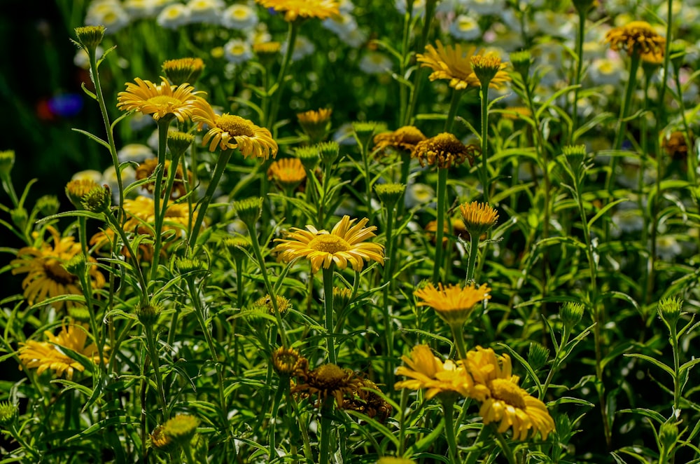 blooming yellow daisy flowers