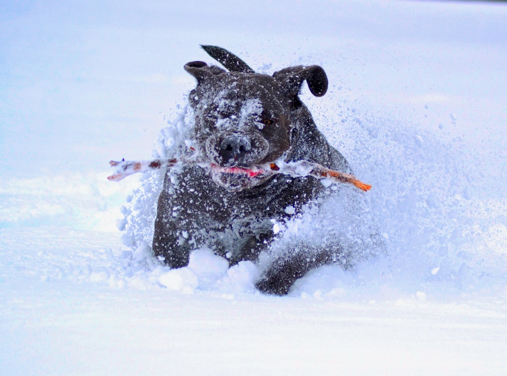 short-coated brown dog biting stick