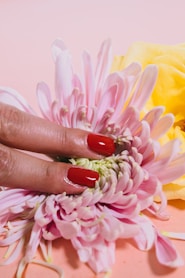 person pressing a chrysanthemum flower on pink surface