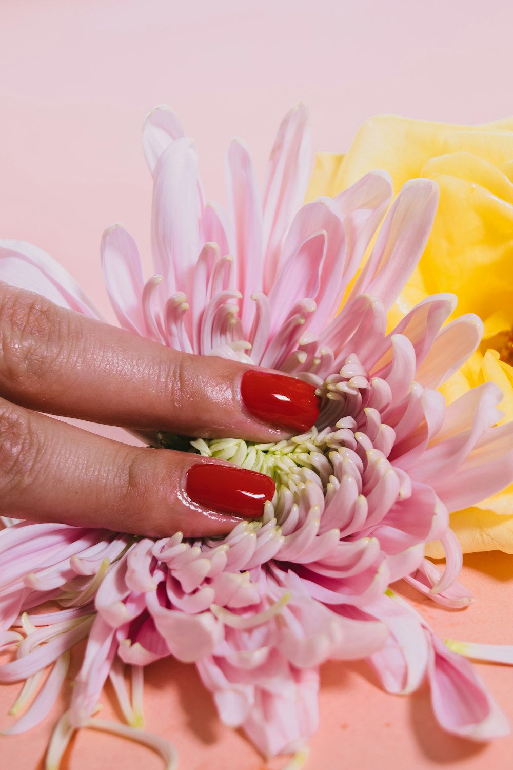 Person, die eine Chrysanthemenblüte auf rosa Oberfläche drückt