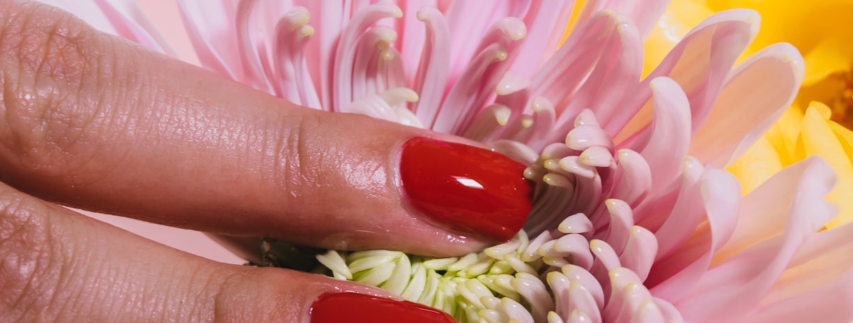 person pressing a chrysanthemum flower on pink surface