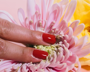 person pressing a chrysanthemum flower on pink surface