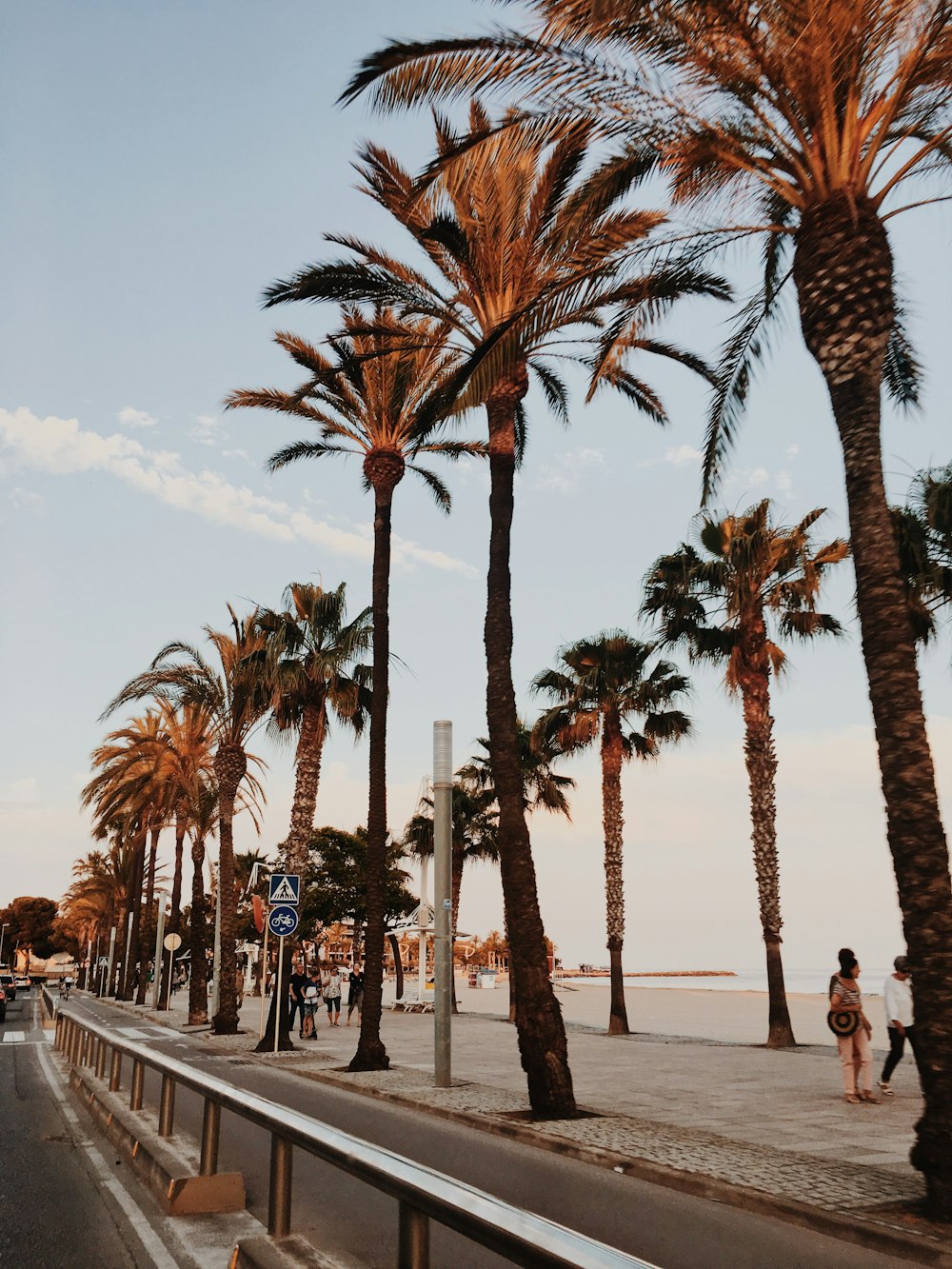 trees beside beach