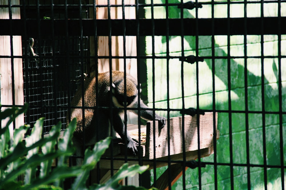 brown and black primate inside cage