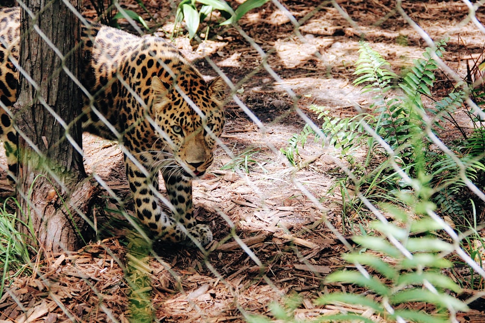 leopard near chain link fence